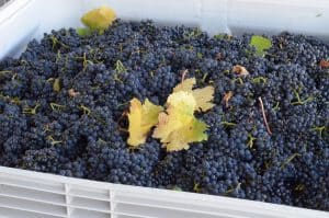 Pinot Noir grapes ready for pressing!